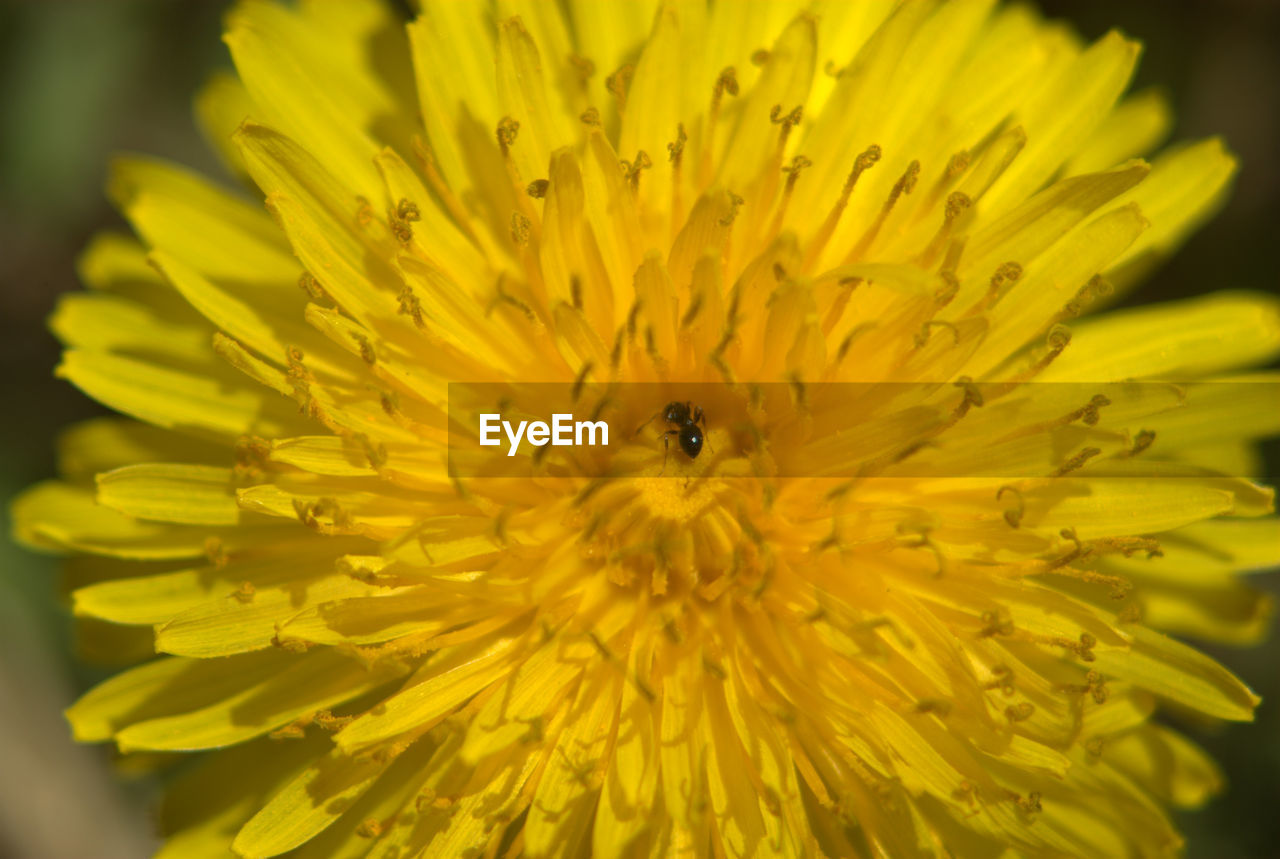 CLOSE-UP OF INSECT POLLINATING ON YELLOW FLOWER