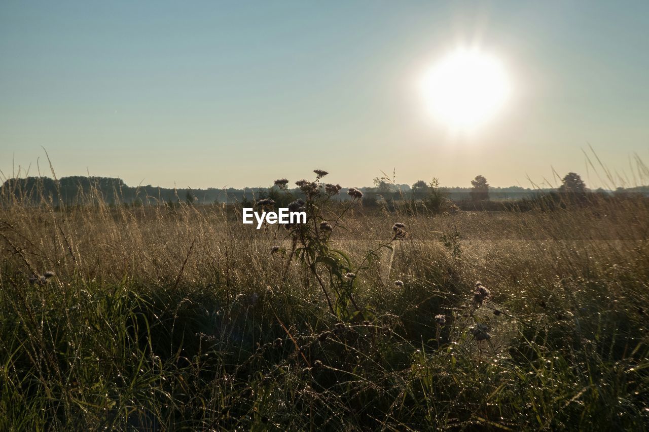 Plants growing on field at sunset