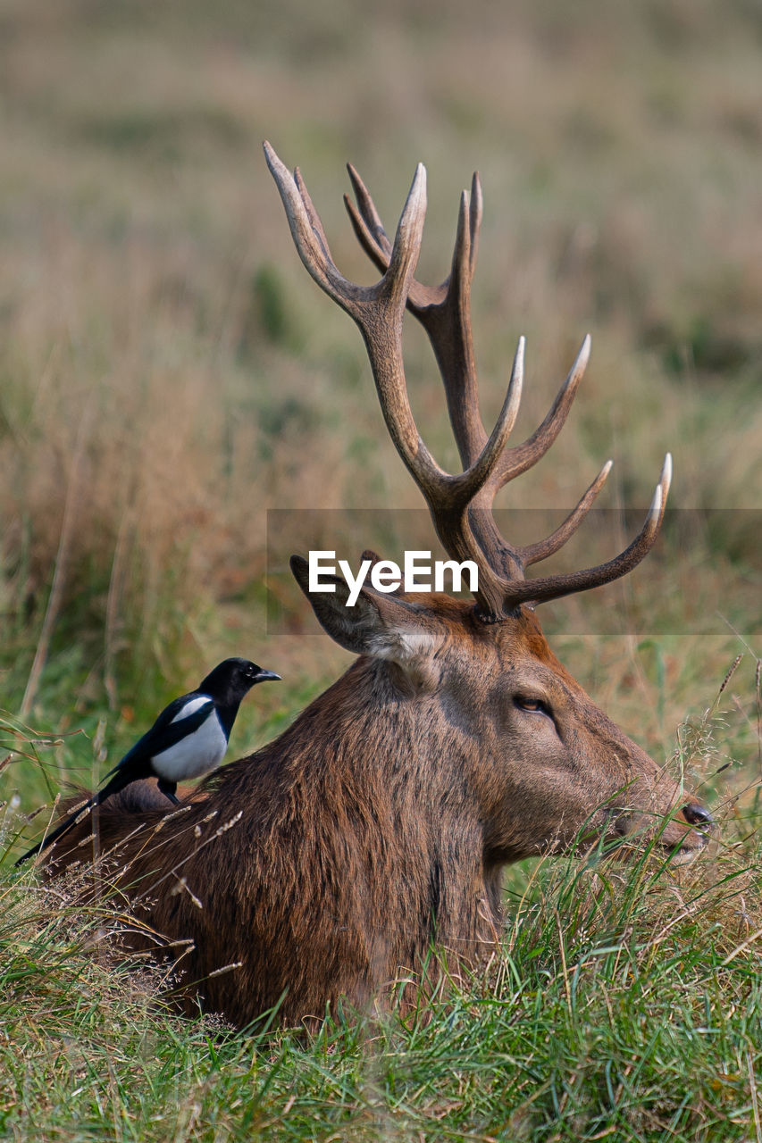 A magpie feeding on parasites in the fur of a red stag deer in bushy park, teddington