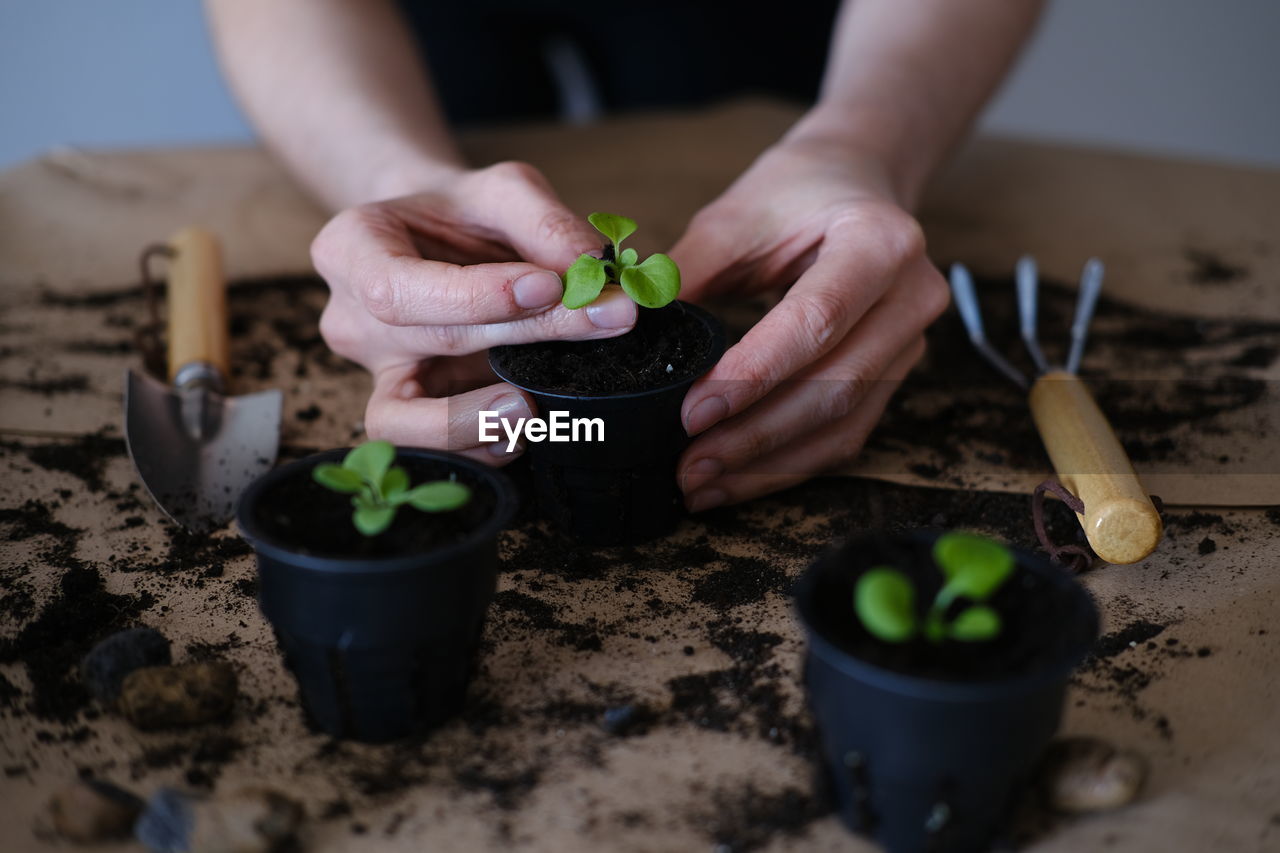 Dive flower sprouts into individual pots.