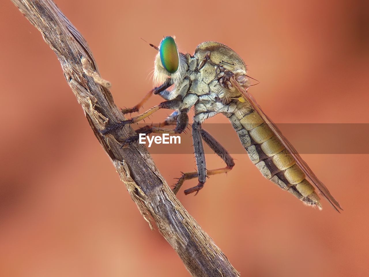 CLOSE-UP OF DRAGONFLY ON PLANT TWIG