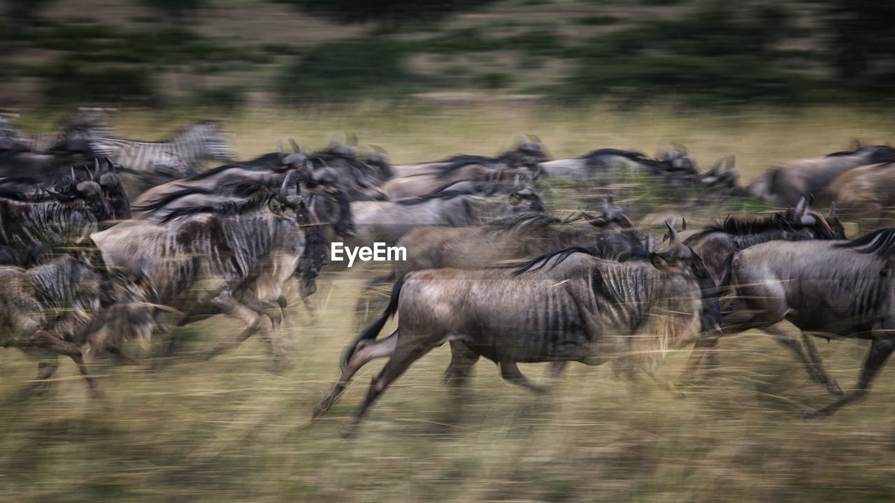 FLOCK OF SHEEP RUNNING IN A FOREST