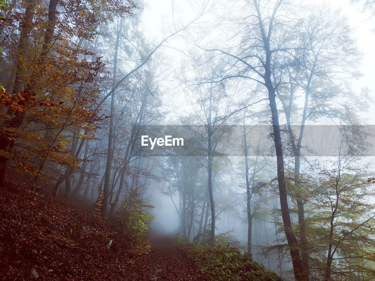 Trees in forest during foggy weather