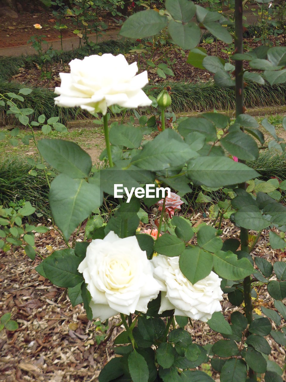 WHITE ROSE BLOOMING OUTDOORS