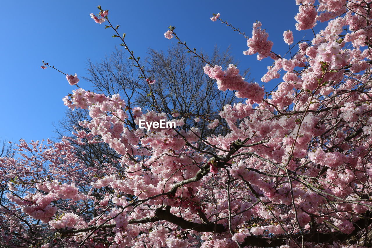 plant, blossom, tree, flower, springtime, flowering plant, fragility, pink, beauty in nature, freshness, growth, cherry blossom, nature, branch, sky, cherry tree, spring, low angle view, clear sky, no people, day, outdoors, blue, fruit tree, botany, produce