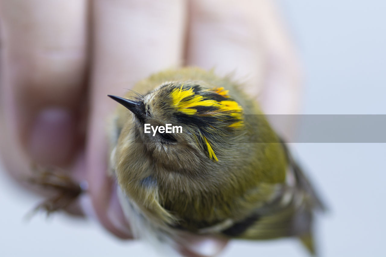 CLOSE-UP OF A BIRD PERCHING ON A FLOWER