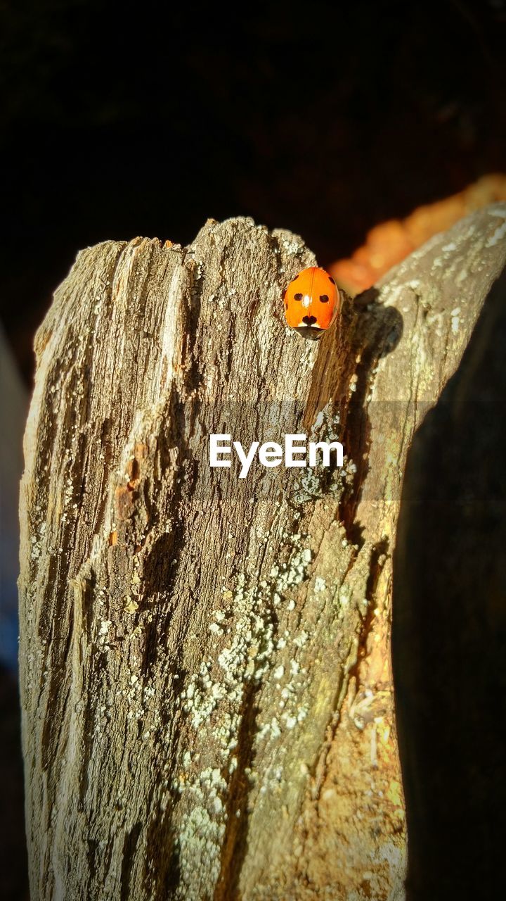 CLOSE-UP OF LADYBUG ON WOOD