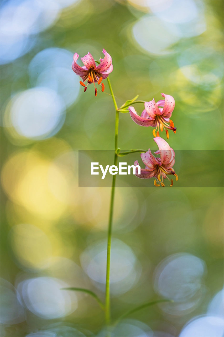 Close-up of pink flowering plant