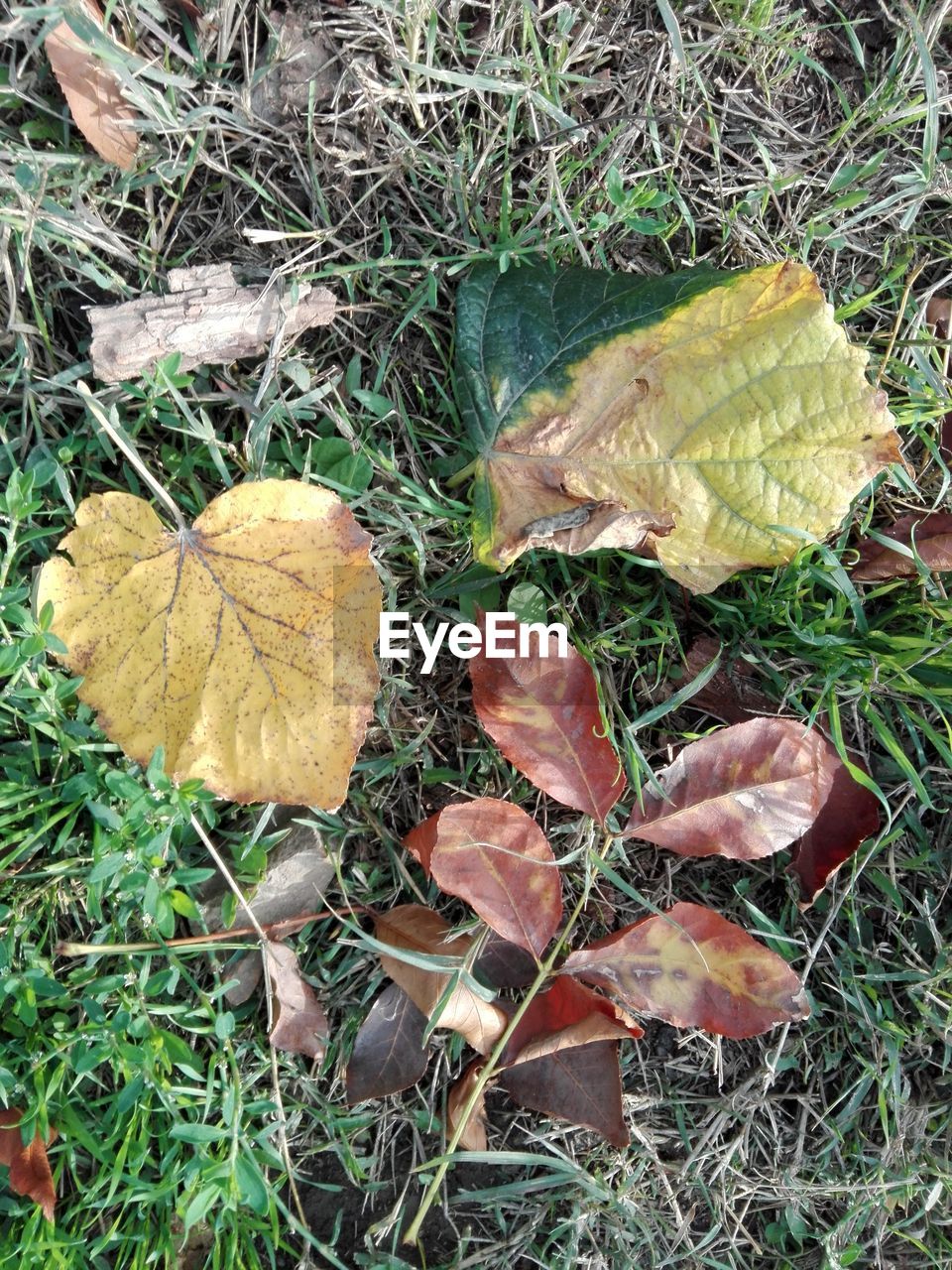 HIGH ANGLE VIEW OF DRY MAPLE LEAF ON LAND