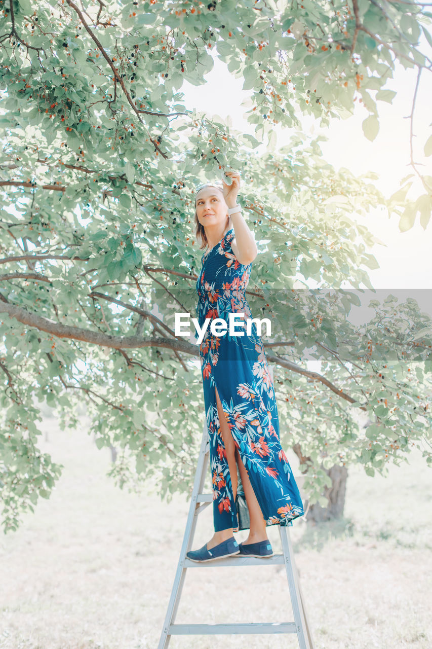  woman standing on ladder and picking berries on farm. happy farmer gather seasonal berries harvest 