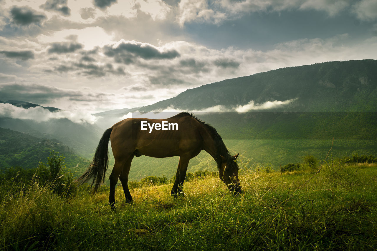 Horse grazing in a field