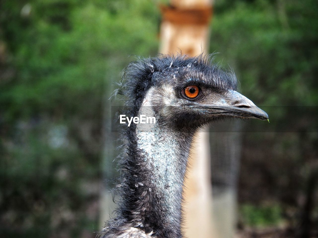 The head of an emu