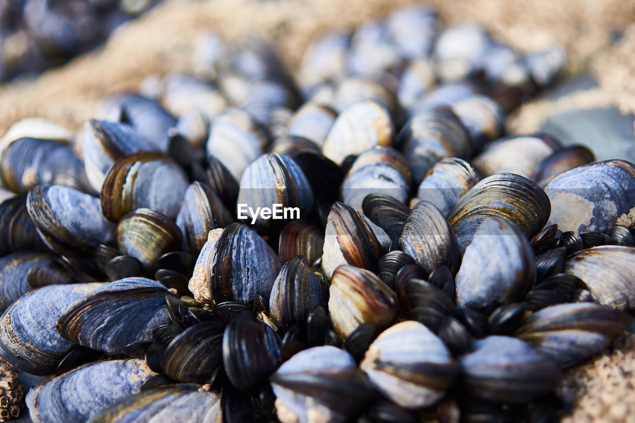 Close-up of mussels on rocks 