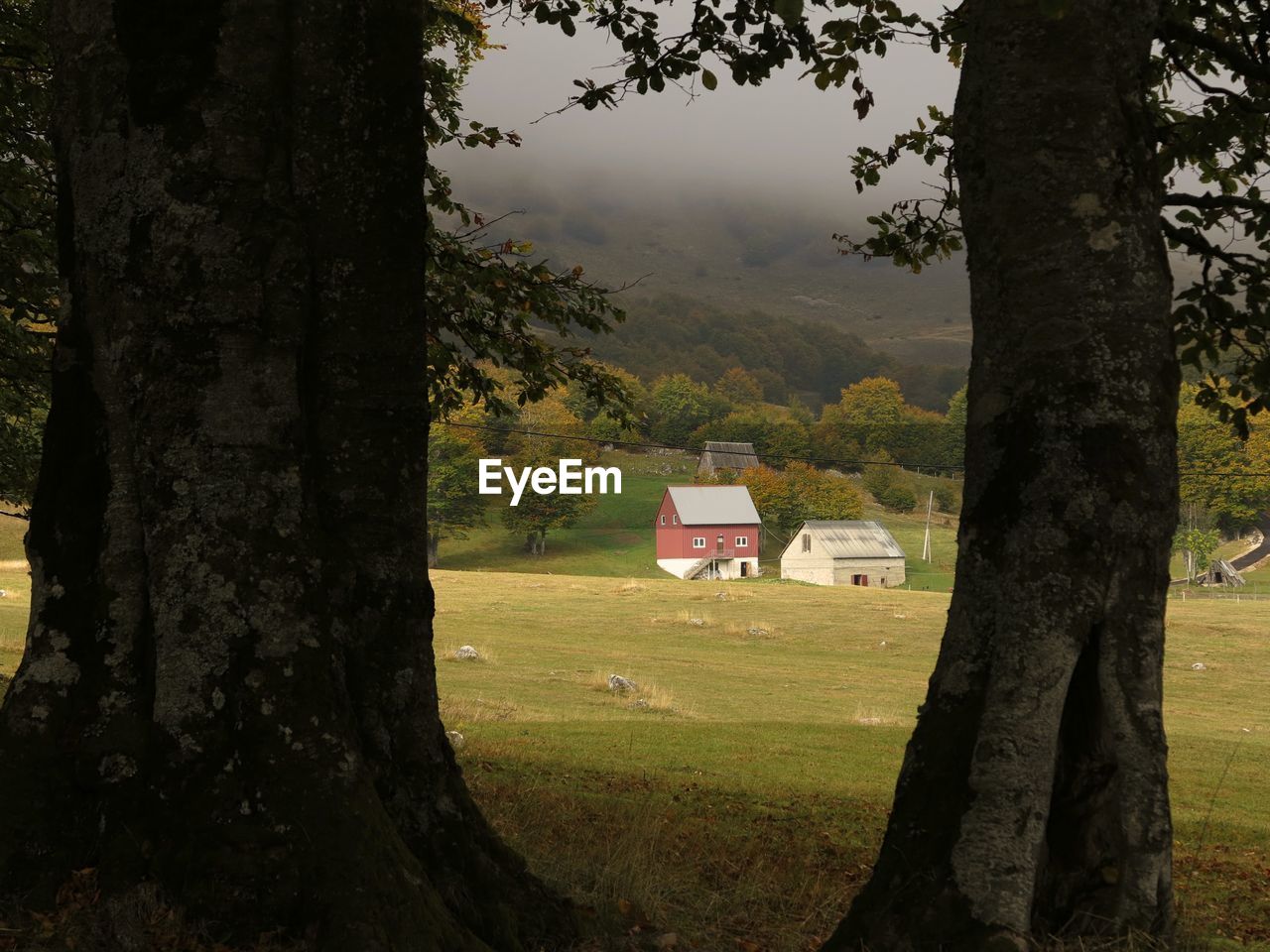 SCENIC VIEW OF FIELD