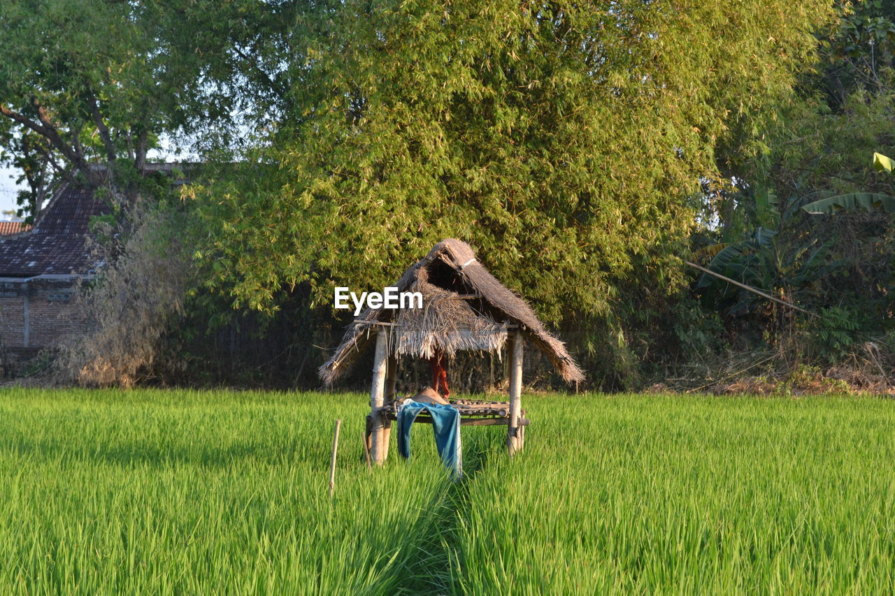 Thatched roof amidst plants against trees