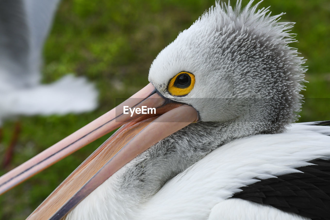 CLOSE-UP OF PELICAN