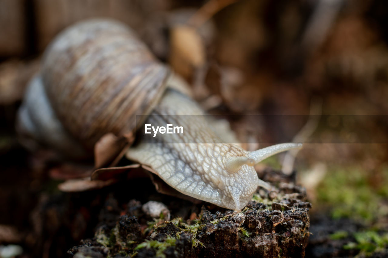 Close-up of edible snail in its natural environment