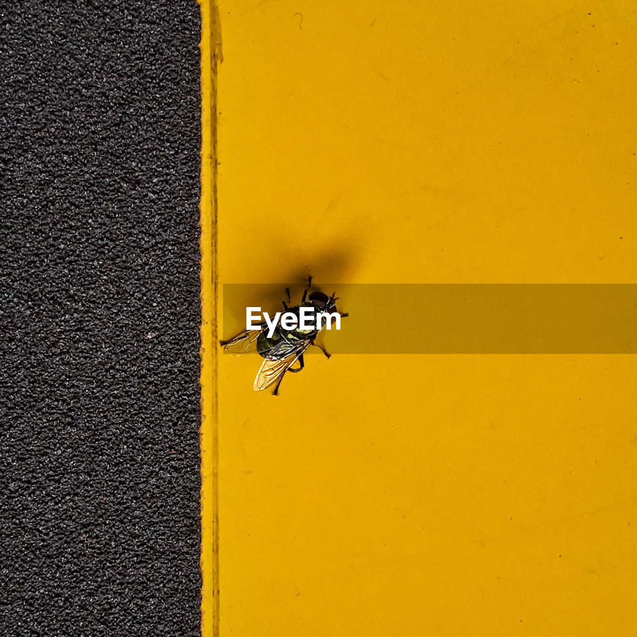 Close-up of housefly on wall