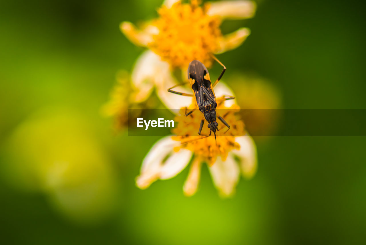 CLOSE-UP OF INSECT POLLINATING ON FLOWER