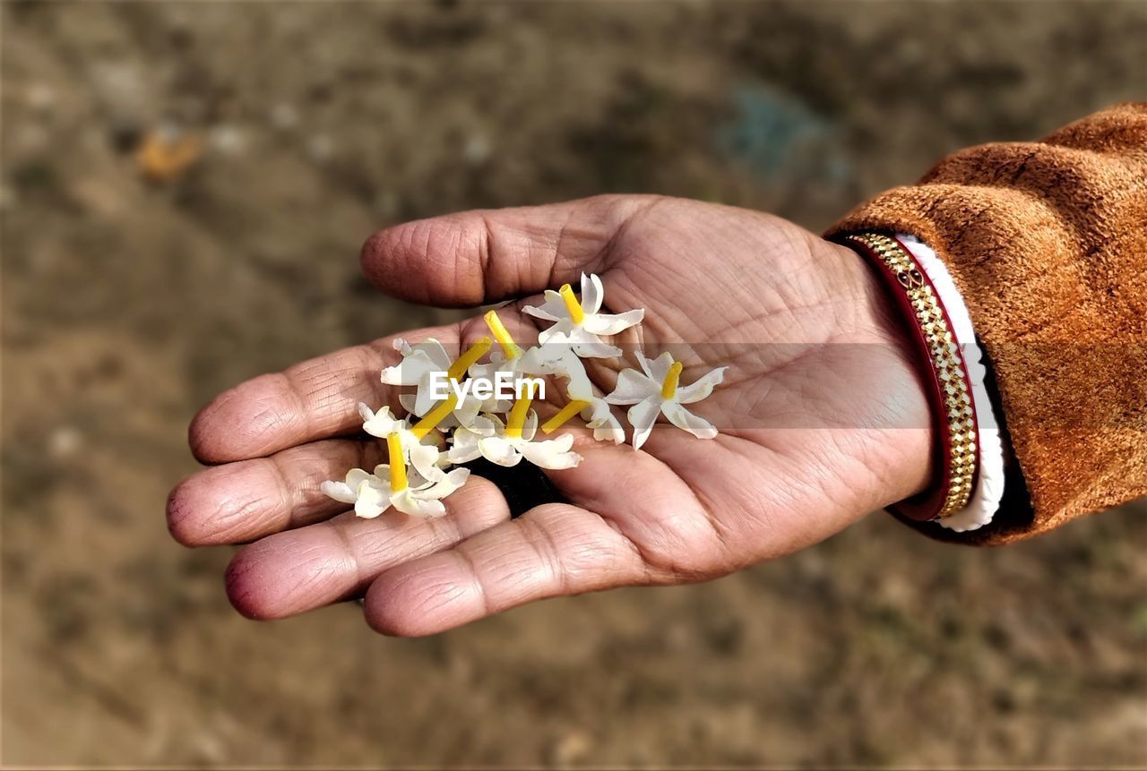 Siuli flowers of bangladesh