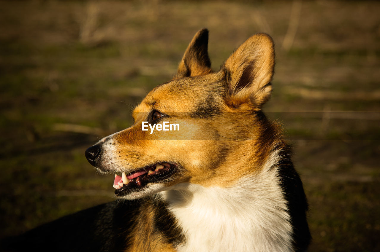 Close-up of pembroke welsh corgi at grassy field