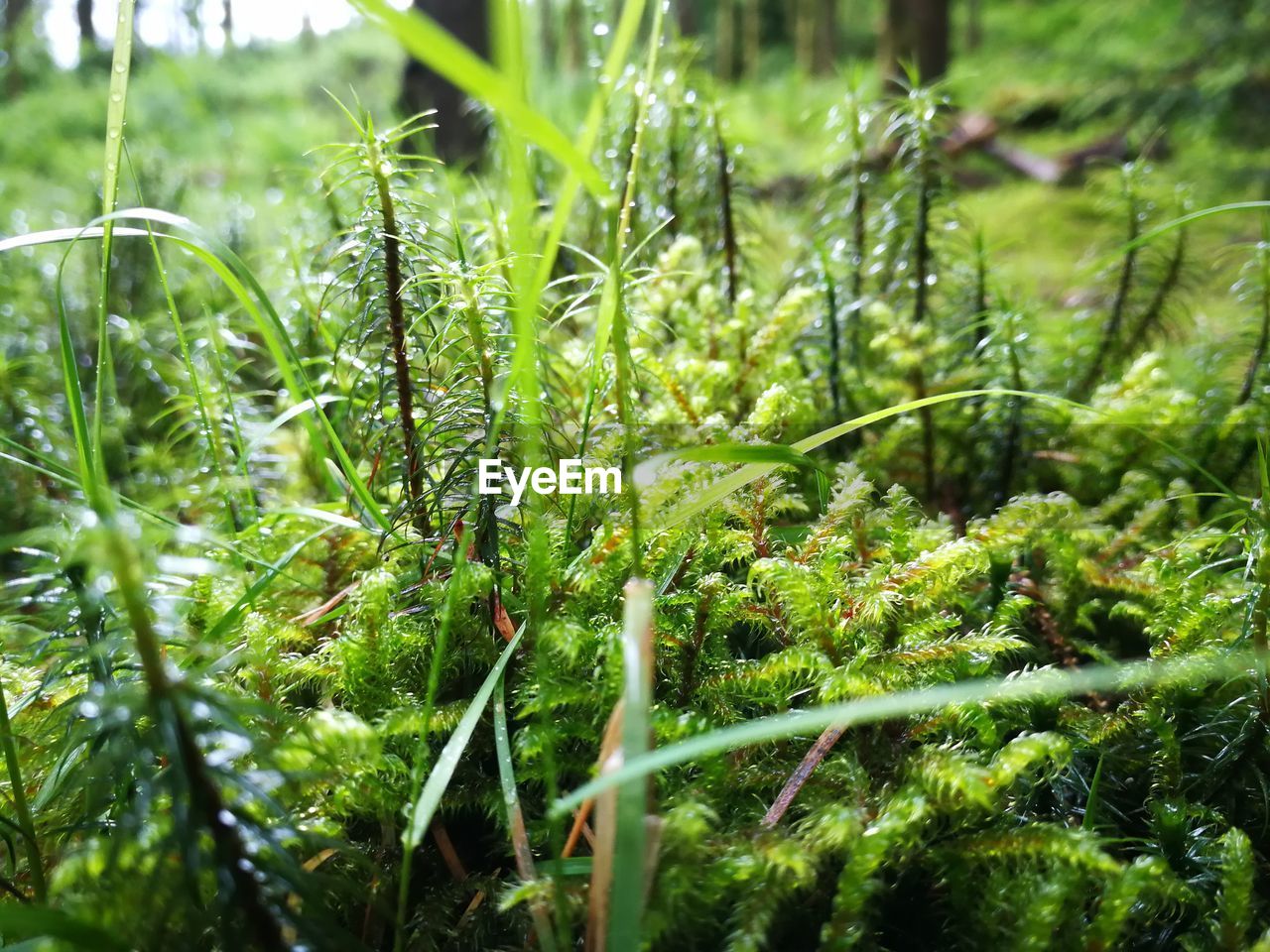 CLOSE-UP OF FERN GROWING IN PARK