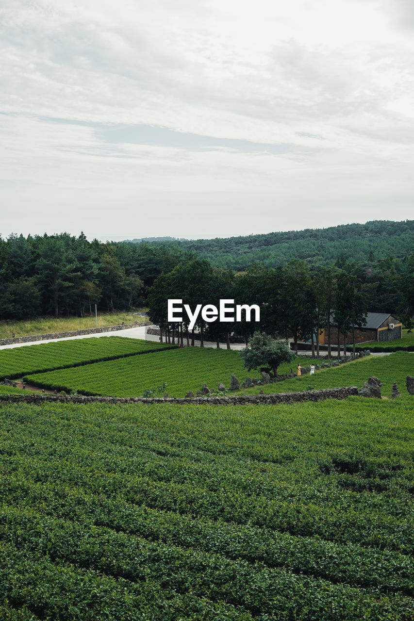 plant, field, green, grass, agriculture, rural area, landscape, environment, land, sky, growth, nature, hill, tree, rural scene, scenics - nature, crop, flower, beauty in nature, farm, plantation, cloud, tranquility, plain, day, no people, outdoors, paddy field, lawn, tranquil scene, food and drink, meadow, tea crop, grassland, soil, vegetable