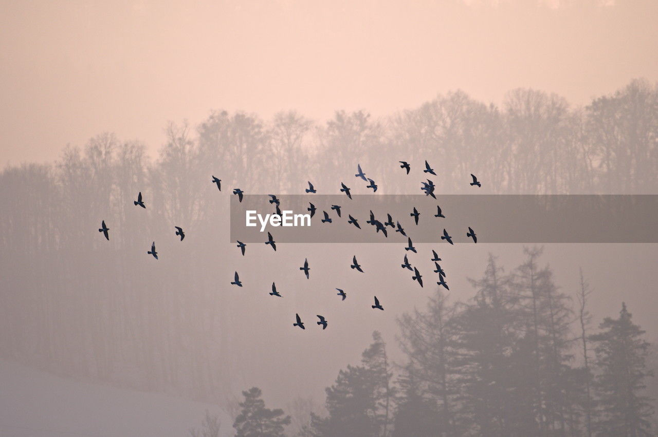 silhouette birds flying against sky