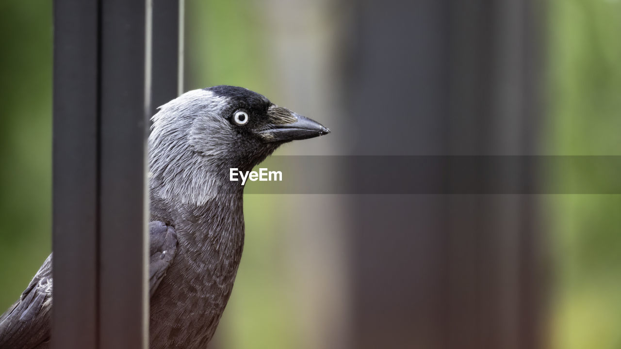 Close-up on a jackdaw at a restaurant in southern sweden.