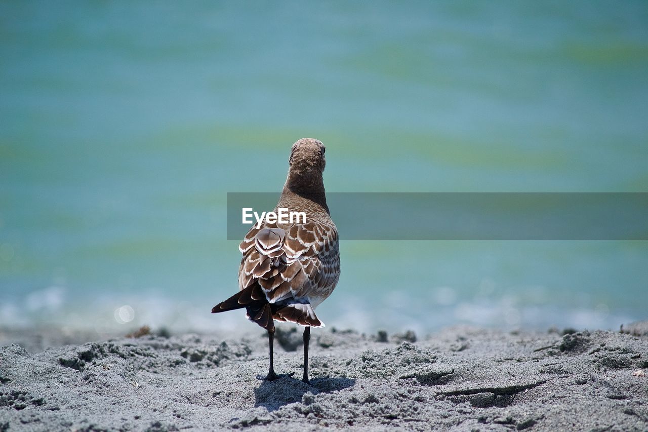 Rear view of bird perching on sand at beach