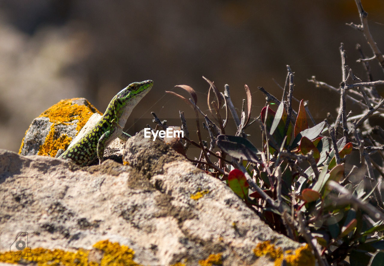 Close-up of green leaves on rock