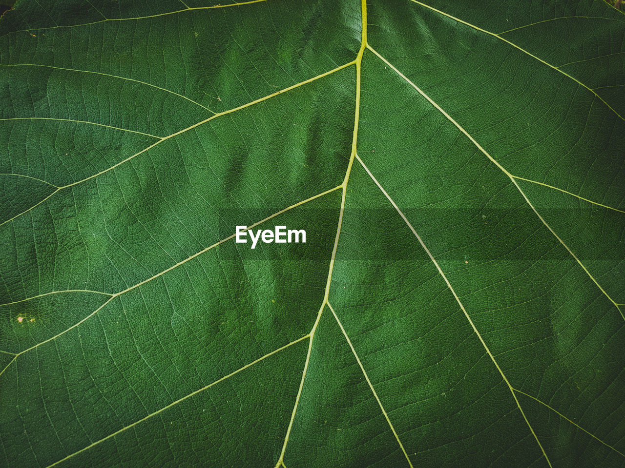 LOW ANGLE VIEW OF LEAF