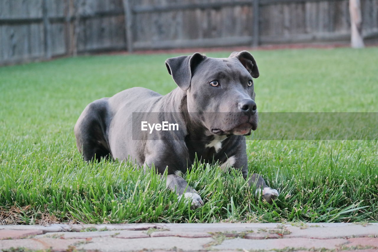 PORTRAIT OF DOG ON GRASS