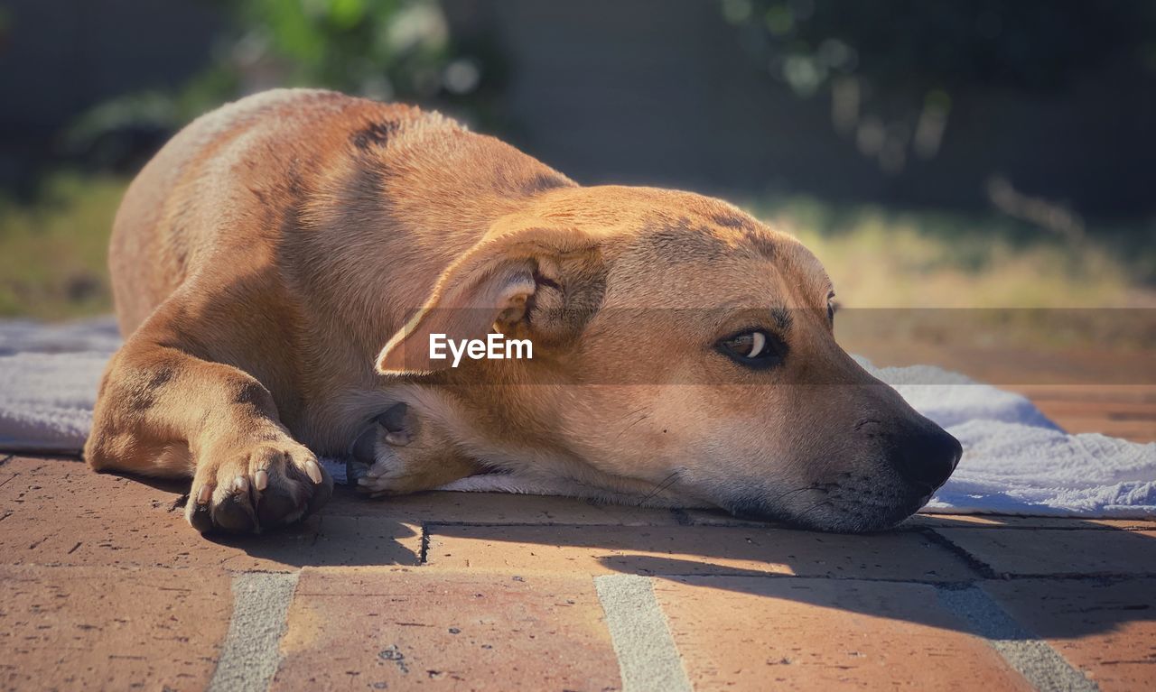 Close-up of a dog resting outside in sunshine