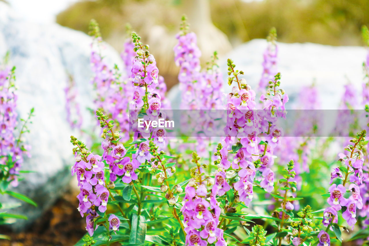 Close-up of pink flowering plant