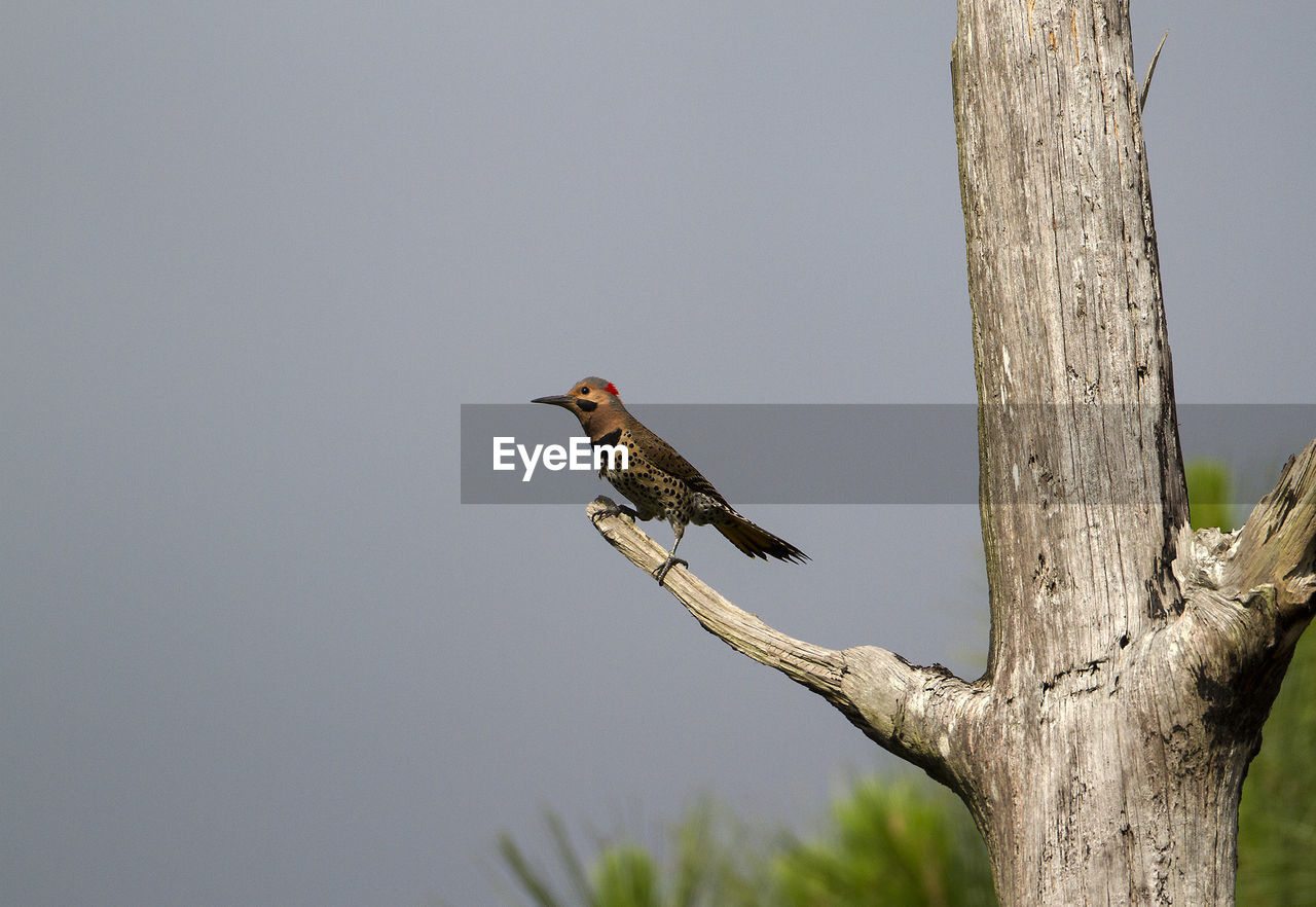 BIRD PERCHING ON WOODEN POST AGAINST SKY