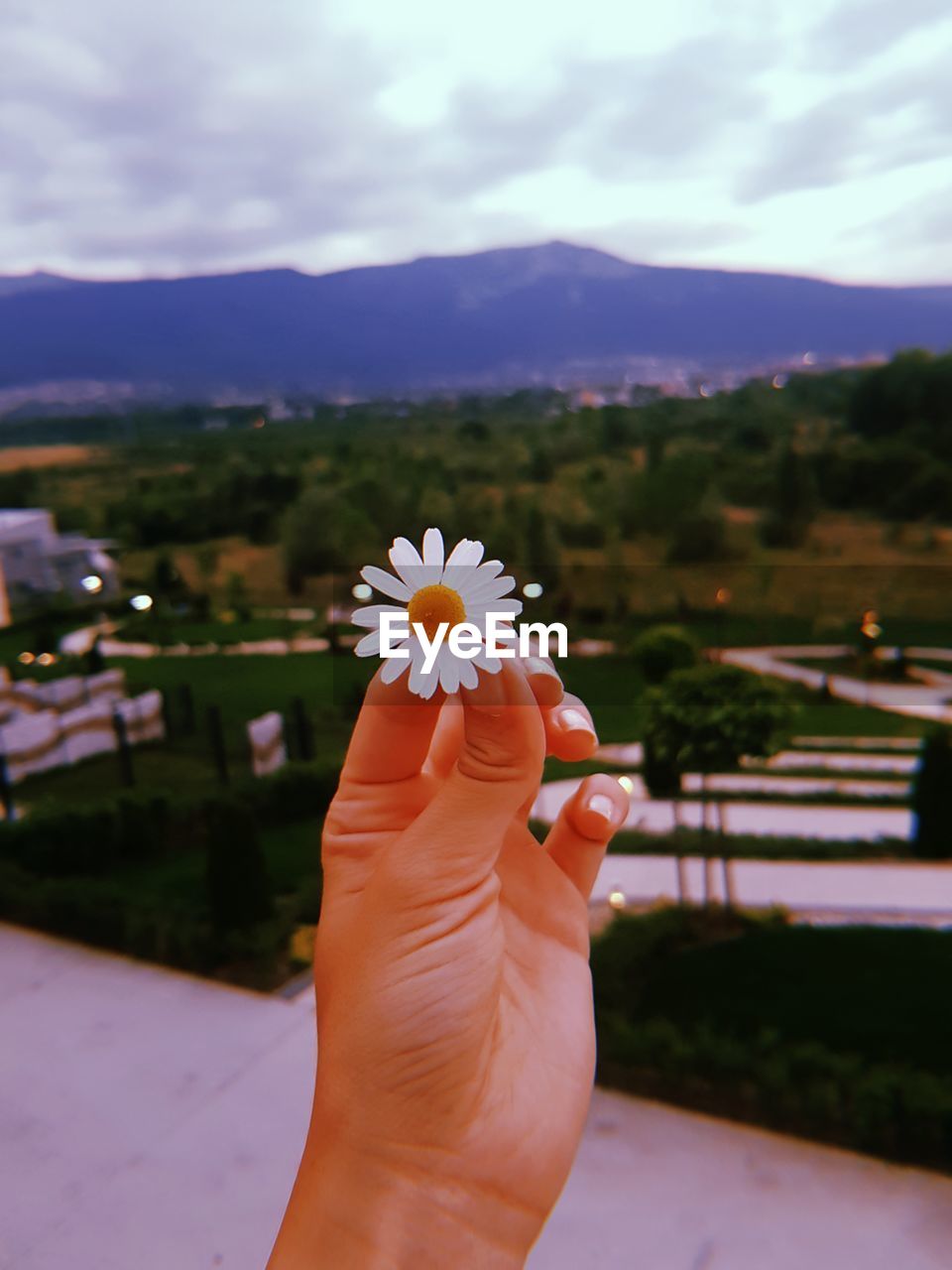 Close-up of hand holding flower