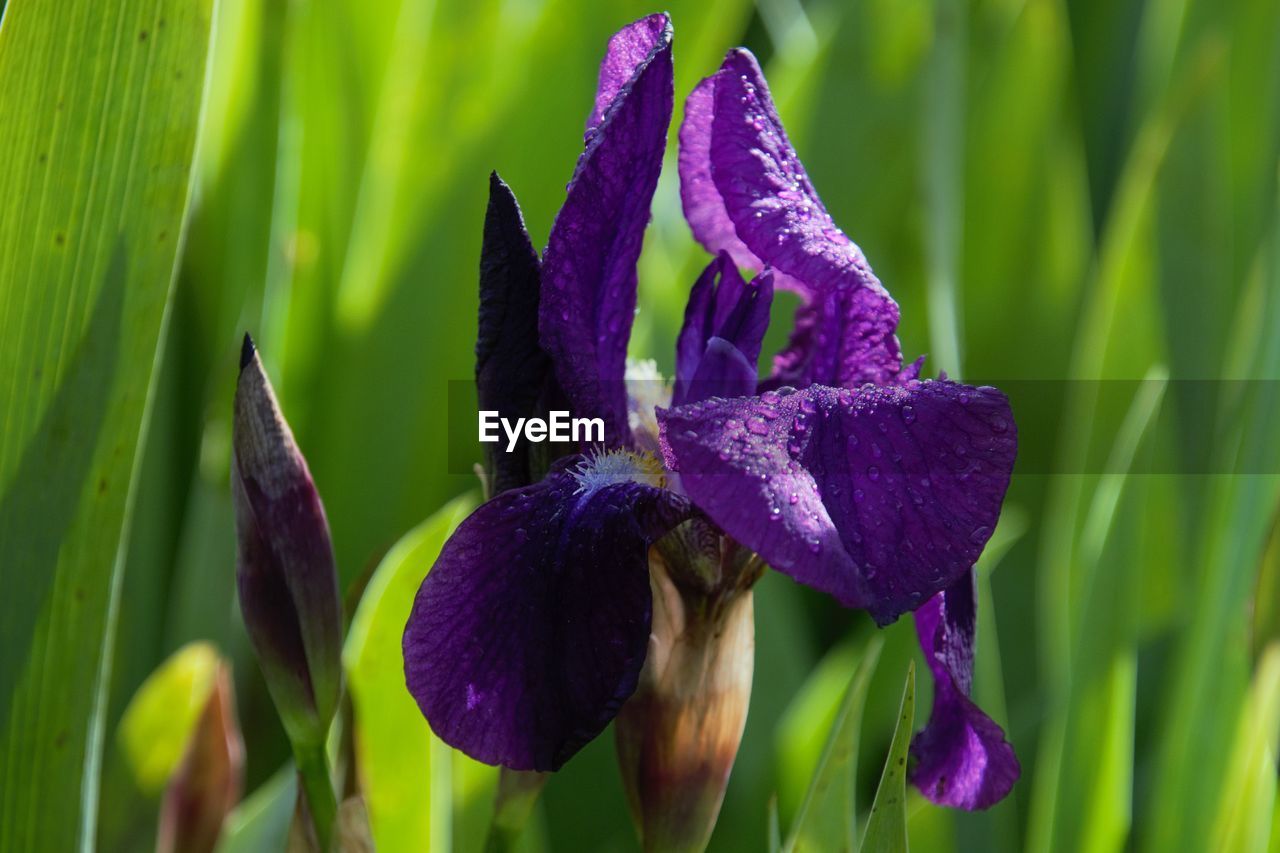 CLOSE-UP OF PURPLE IRIS FLOWER GROWING ON PLANT