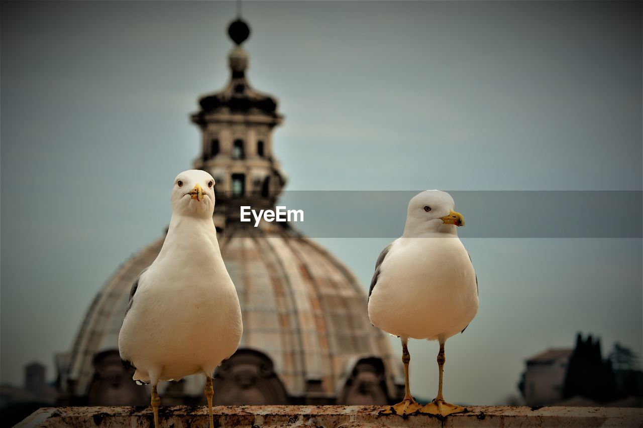 Close-up of seagulls perching in city