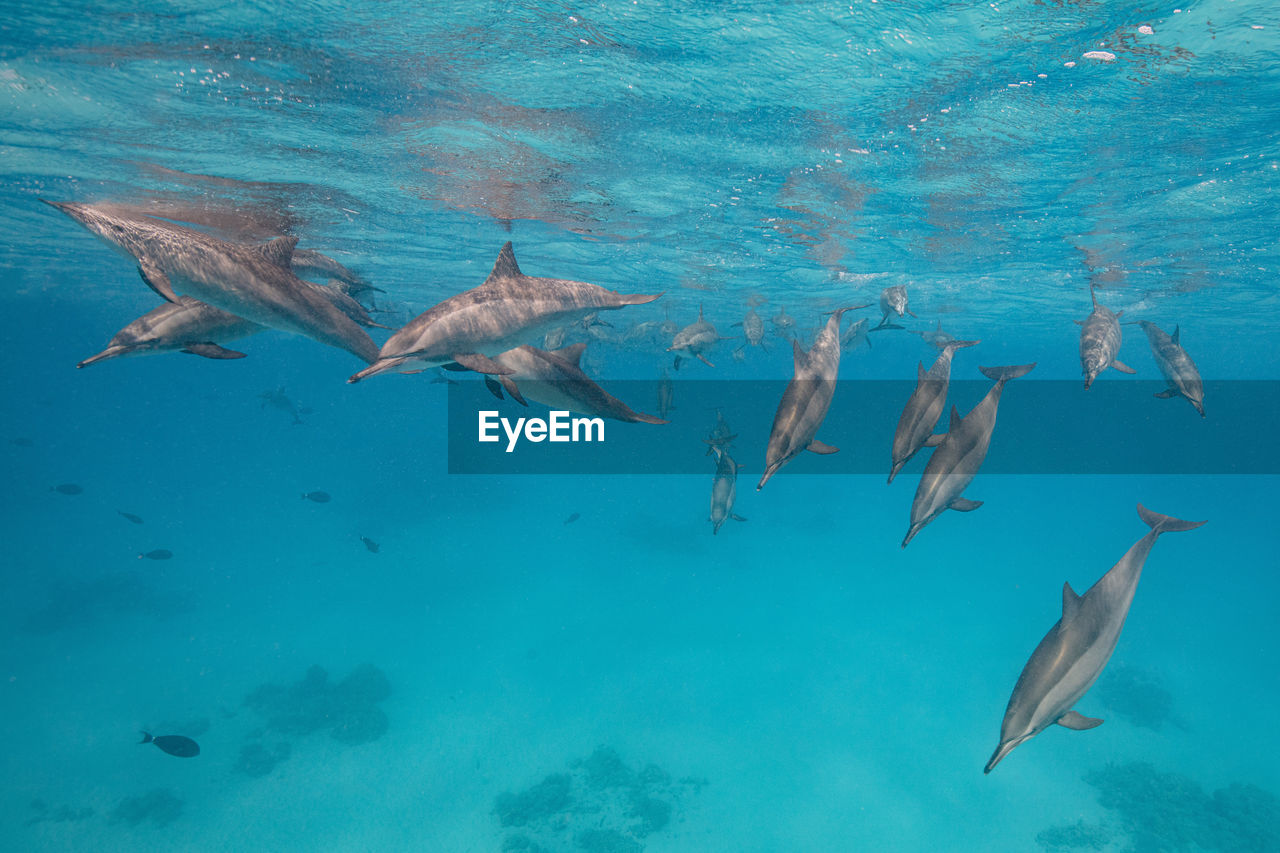 Dolphins swimming in sea