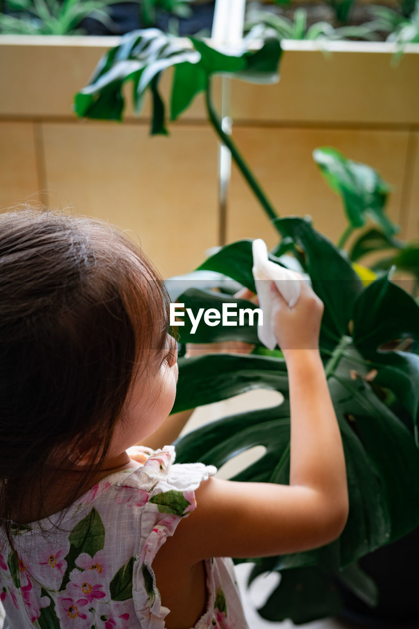 A little girl oiling the houseplant leaves, taking care of plant monstera. family home gardening.