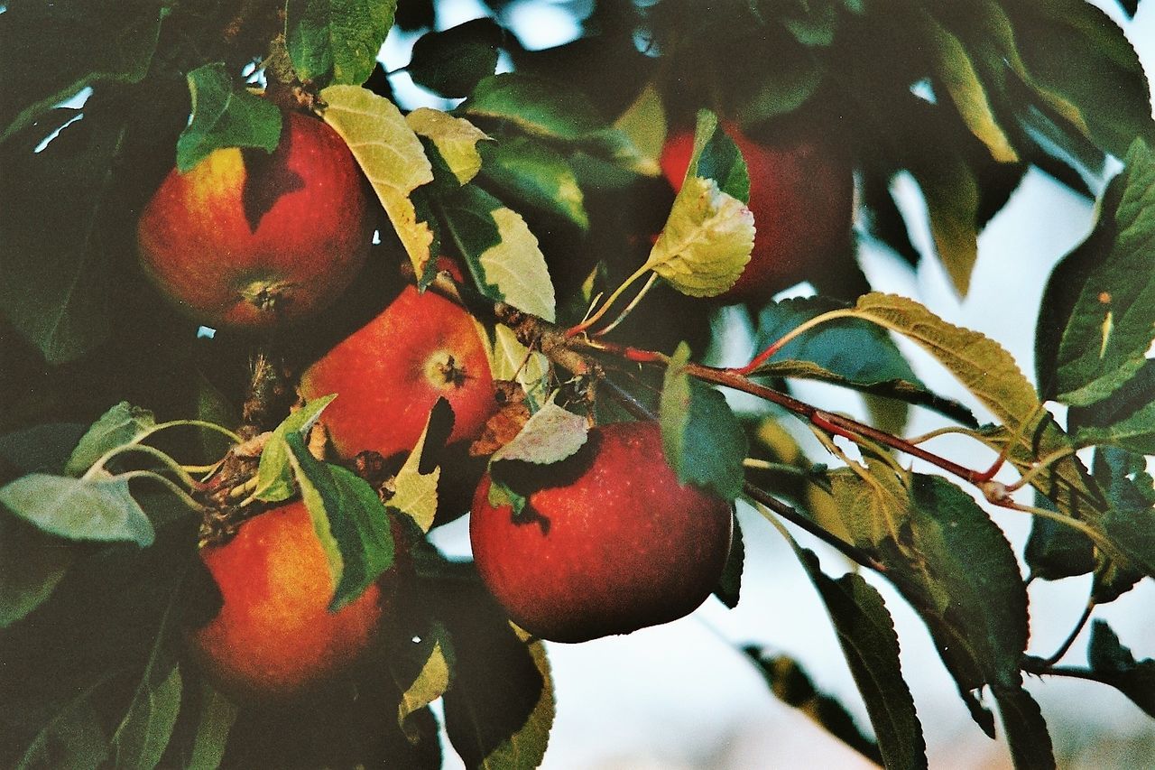 CLOSE-UP OF FRUITS ON BRANCH