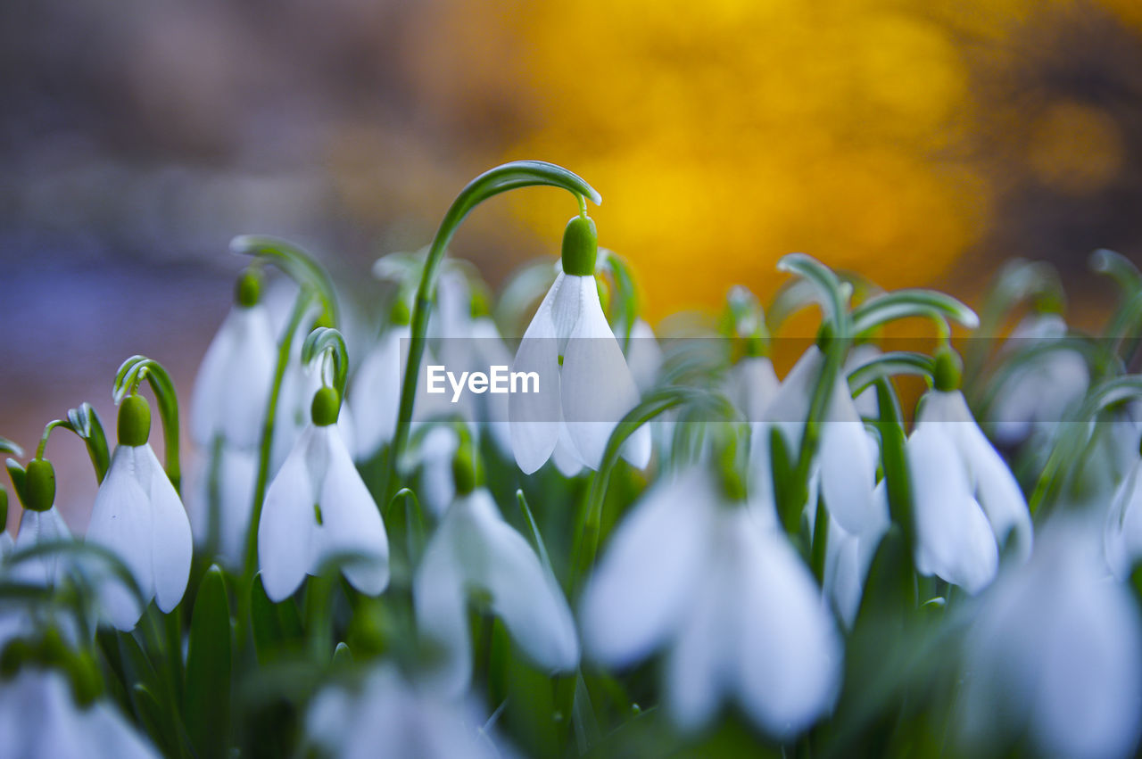 Close-up of fresh snowdrops, galanthus nivalis, spring flowers blooming in the forest in golden hour