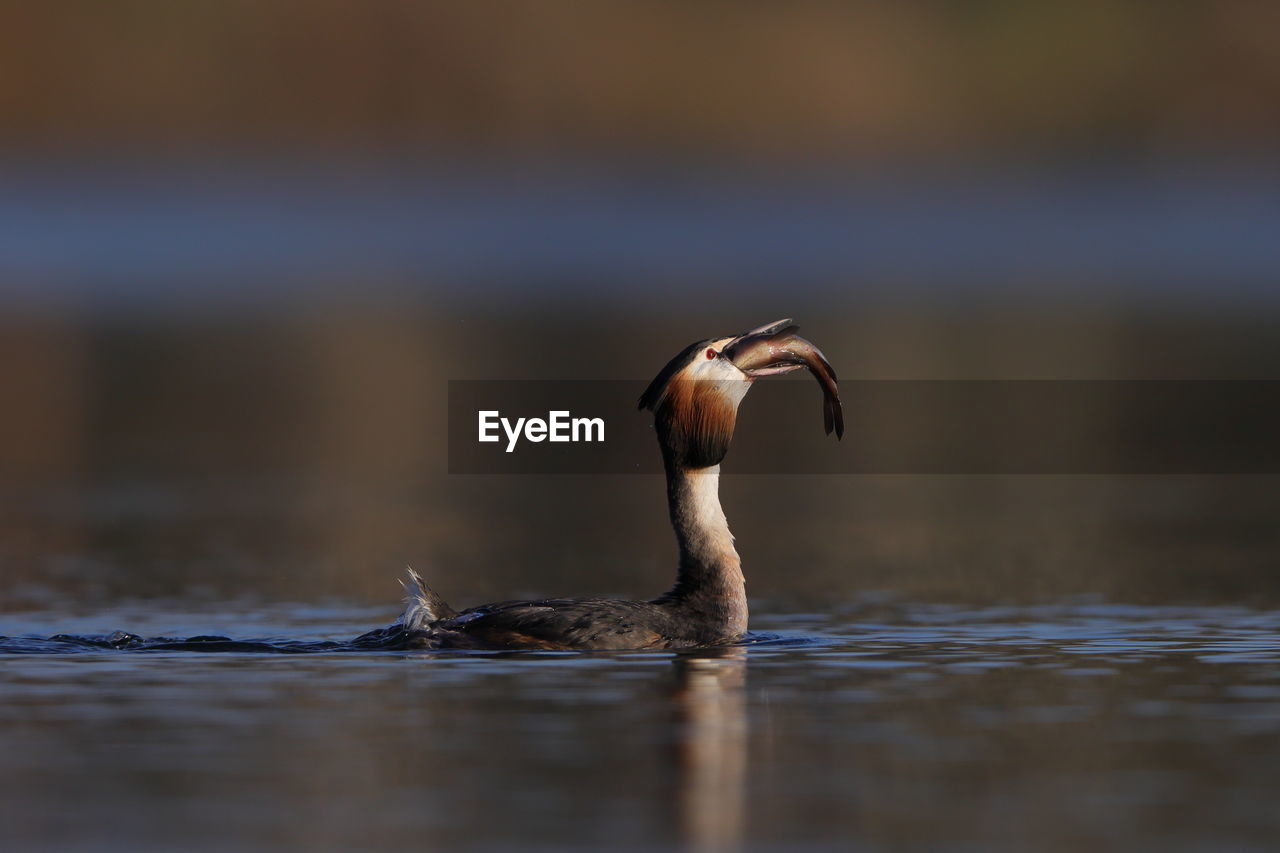 A great crested grebe swallowing its catch