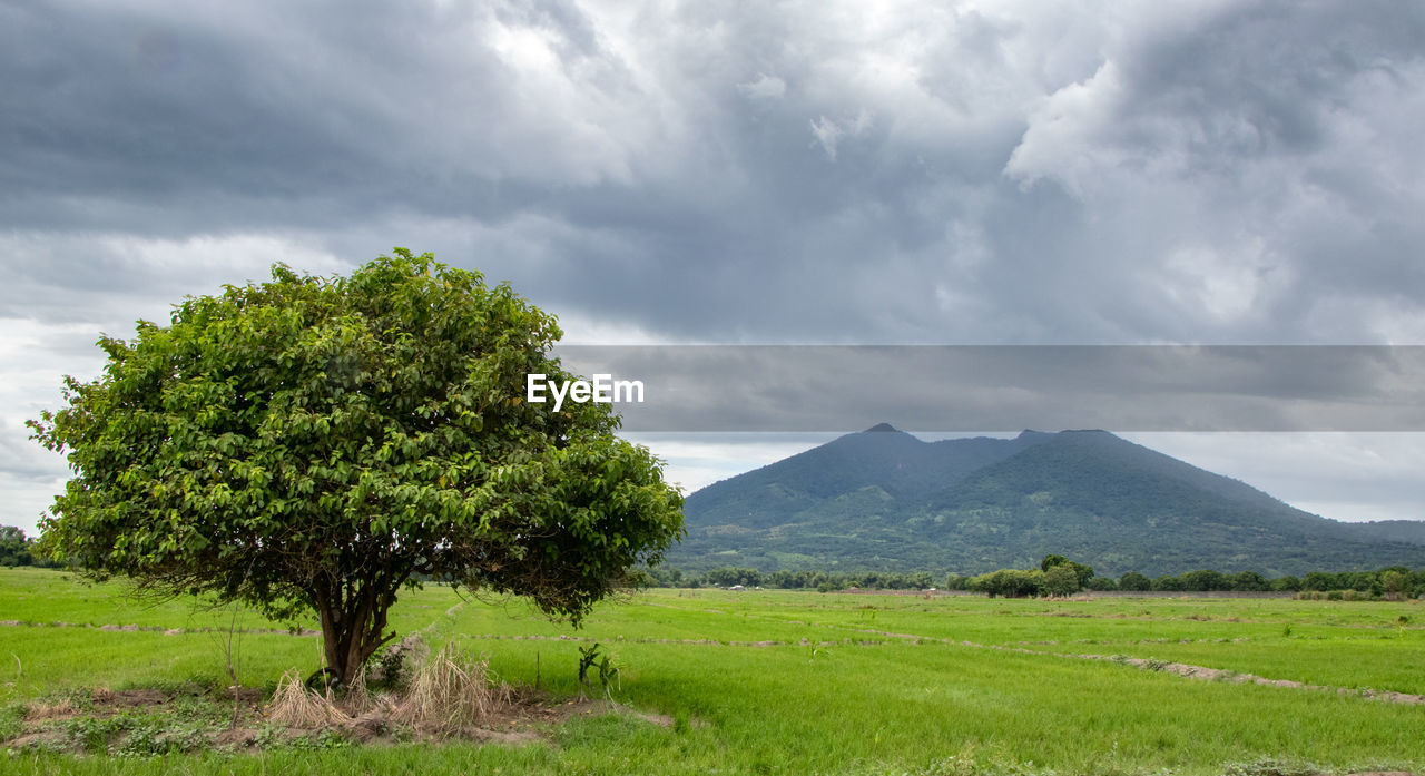 SCENIC VIEW OF LAND AND TREE AGAINST SKY