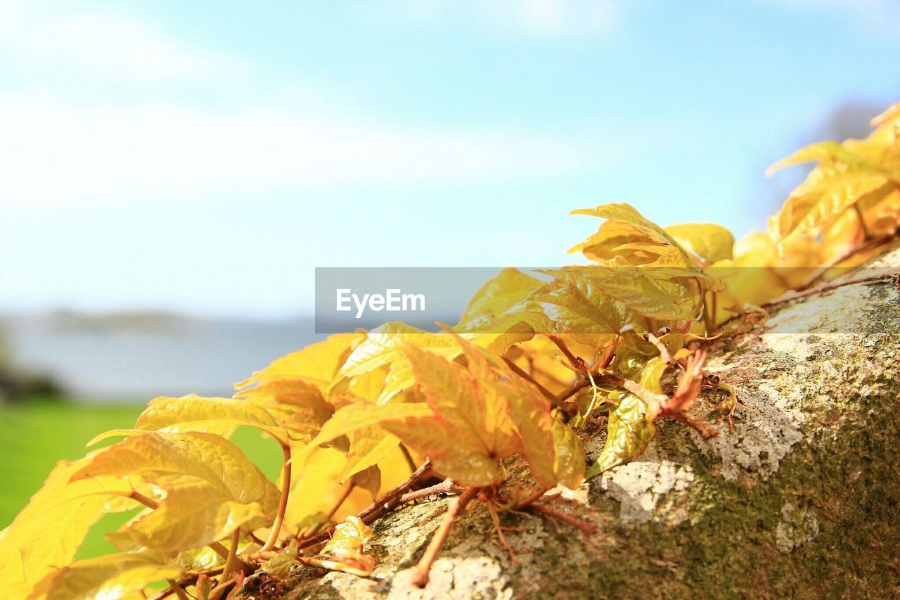 Close-up of yellow autumn leaves on branch against sky