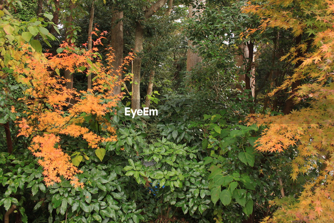 VIEW OF FLOWERING PLANTS IN FOREST