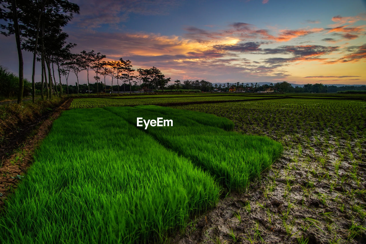 SCENIC VIEW OF FIELD AGAINST SKY AT SUNSET