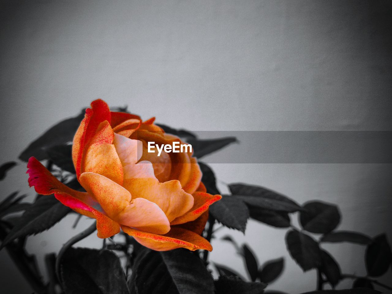 CLOSE-UP OF ORANGE FLOWERS BLOOMING IN PLANT