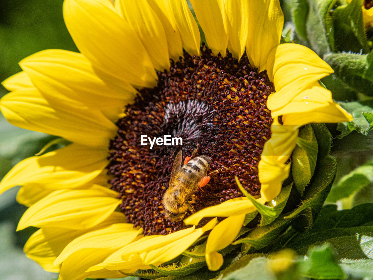 CLOSE-UP OF BUMBLEBEE ON SUNFLOWER